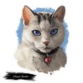 Colorpoint Shorthair Cat Portrait Isolated, Digital Art Royalty Free Stock Photo