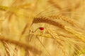 Colors of Apulia: spring. Ladybird on ear of barley.ITALY Royalty Free Stock Photo