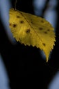 The colors of autumn appear on a tree leaf Royalty Free Stock Photo