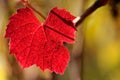 Colors of autumn beaujolais grapevine