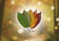 Colors of Autumn - Colored Leaves on Bokeh Background