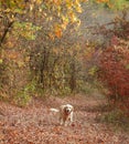 Colors of autumn and a dog