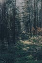 Autumn in a mixed forest, Poland.