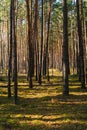 Autumn in a mixed forest, Poland.