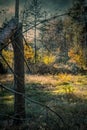 Autumn in a mixed forest, Poland.