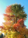Colours of autumn fall - beautiful black Tupelo tree in front of blue sky Royalty Free Stock Photo