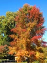 Colours of autumn fall - beautiful black Tupelo tree in front of blue sky