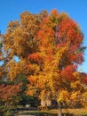 Colours of autumn fall - beautiful black Tupelo tree in front of blue sky