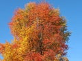 Colours of autumn fall - beautiful black Tupelo tree in front of blue sky