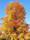 Colours of autumn fall - beautiful black Tupelo tree in front of blue sky