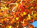 Colours of autumn fall - leafs of beautiful black Tupelo tree Royalty Free Stock Photo