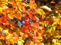 Colours of autumn fall - leafs of beautiful black Tupelo tree Royalty Free Stock Photo