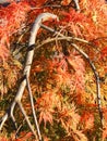 Colors of autumn fall: Red japanese maple tree acer palmatum dissectum Royalty Free Stock Photo