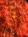 Colors of autumn fall: Red japanese maple tree acer palmatum dissectum Royalty Free Stock Photo