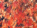 Colors of autumn fall: Red japanese maple tree acer palmatum dissectum Royalty Free Stock Photo