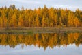 The colors of autumn in the forests of Finland Royalty Free Stock Photo