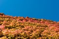 Colors of autumn - ivy leafs before blue sky Royalty Free Stock Photo