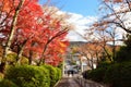 Colors of autumn leaves, Japan. Royalty Free Stock Photo