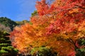 Colors of autumn leaves, Japan. Royalty Free Stock Photo