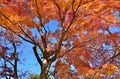 Colors of autumn leaves, Japan. Royalty Free Stock Photo