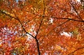 Colors of autumn leaves, Japan. Royalty Free Stock Photo