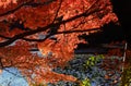 Colors of autumn leaves, Japan. Royalty Free Stock Photo