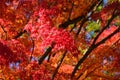 Colors of autumn leaves in Japanese garden. Japan. Royalty Free Stock Photo