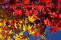 Colors of autumn leaves in Japanese garden. Japan. Royalty Free Stock Photo