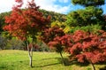 Colors of autumn leaves at Japanese garden, Kyoto Japan. Royalty Free Stock Photo