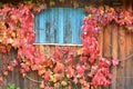 Colors of autumn leaves on the wall of the house, southern Bohem