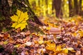 Colors of autumn and mashroom