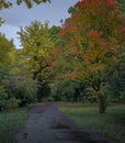 Colors of autumn in the Moscow Park Main Botanical garden.