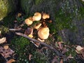 Colors of autumn - mushroom scaly pholiota on the stub Royalty Free Stock Photo