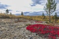 Colors of autumn in northern Norway Royalty Free Stock Photo