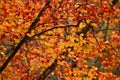 The colors of autumn. Red and yellow leaves on beech trees in a forest on the Tuscan mountains Royalty Free Stock Photo