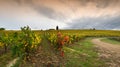 The colors of autumn season on the Tuscan vineyards in Chianti region near Florence. Royalty Free Stock Photo