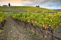 The colors of autumn season on the Tuscan vineyards in Chianti region near Florence. Royalty Free Stock Photo