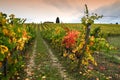 The colors of autumn season on the Tuscan vineyards in Chianti region near Florence. Royalty Free Stock Photo