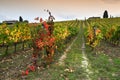 The colors of autumn season on the Tuscan vineyards in Chianti region near Florence. Royalty Free Stock Photo