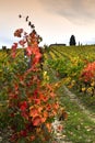 The colors of autumn season on the Tuscan vineyards in Chianti region near Florence. Royalty Free Stock Photo