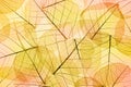 Colors of Autumn - Transparent Leaves Background