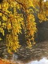 Colors of autumn - trees and river Royalty Free Stock Photo