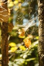 Colors of autumn, wood with spider web. Nature background. Spider web on a tree branches, yellow leaves and tree trunks in the bac Royalty Free Stock Photo