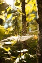 Colors of autumn, wood with spider web. Nature background. Spider web on a tree branches, yellow leaves and tree trunks in the bac Royalty Free Stock Photo