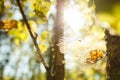 Colors of autumn, wood with spider web. Nature background. Spider web on a tree branches, yellow leaves and tree trunks in the bac Royalty Free Stock Photo