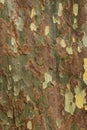 Colors Of Bark Royalty Free Stock Photo