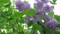 The colors of the bunch of lilac trees are magnificent.