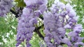 The colors of the bunch of lilac trees are magnificent.