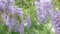 The colors of the bunch of lilac trees are magnificent.