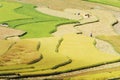 Colors and curves of the rice terraces Royalty Free Stock Photo